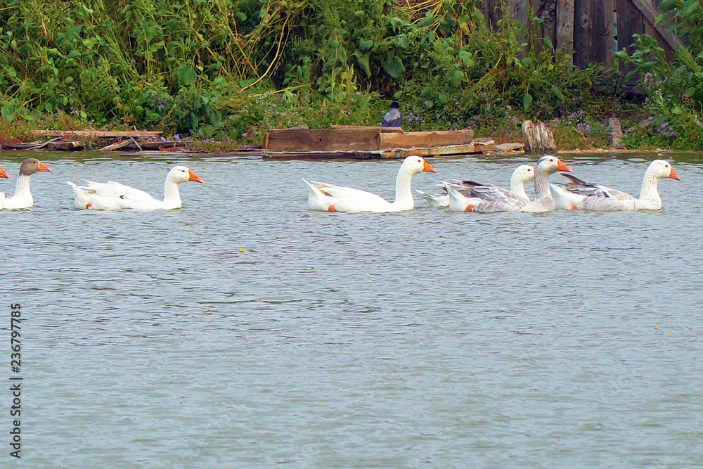 White geese swimming on a lake