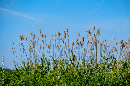 countryside garden flowers on blur background