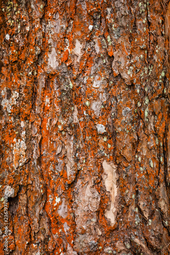 Red wood bark .
