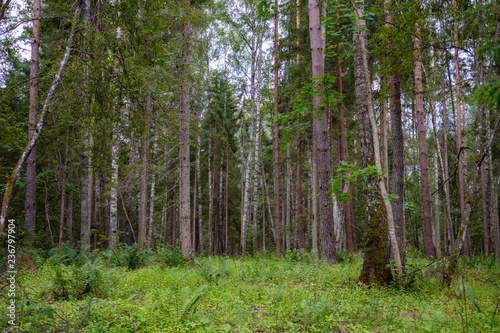 forest details with tree trunks and green foliage in summer