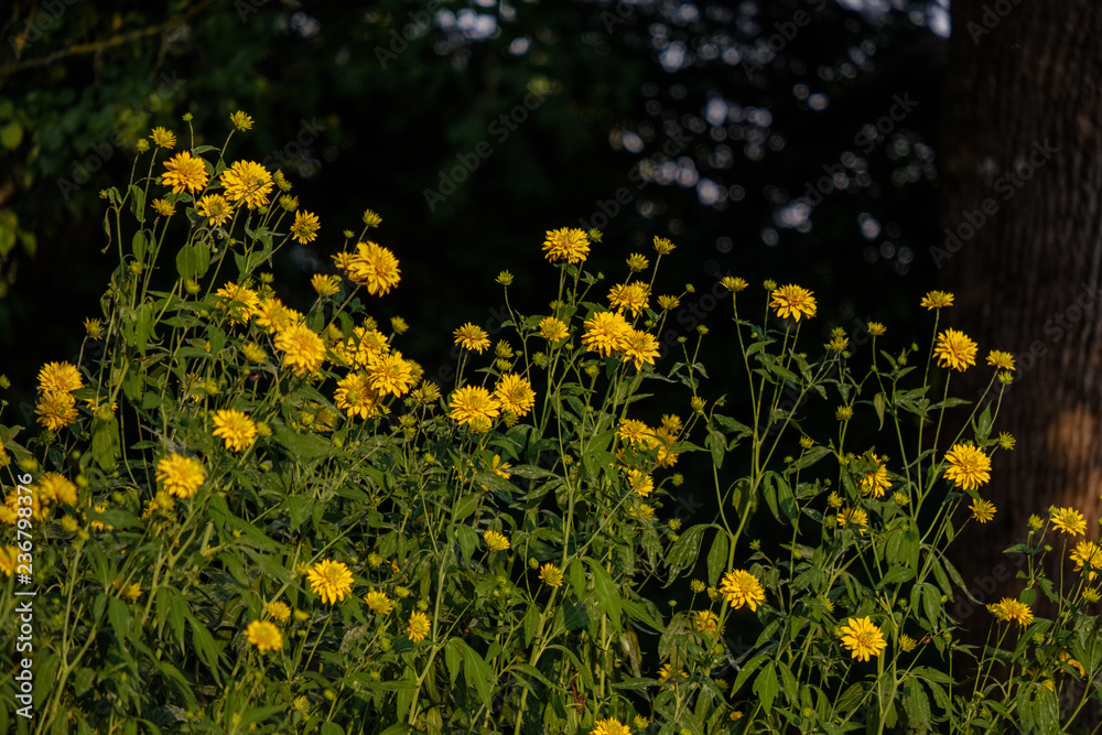 Fototapeta premium countryside garden flowers on blur background