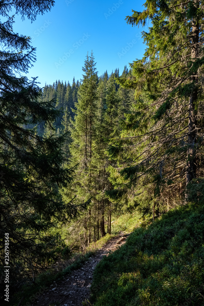 forest details with tree trunks and green foliage in summer