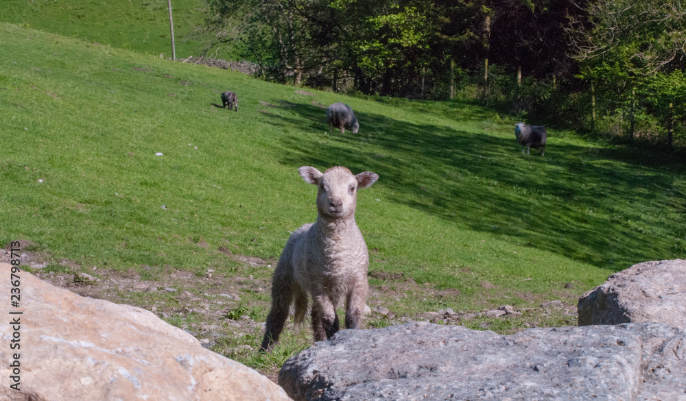Naklejka premium White Lamb in England