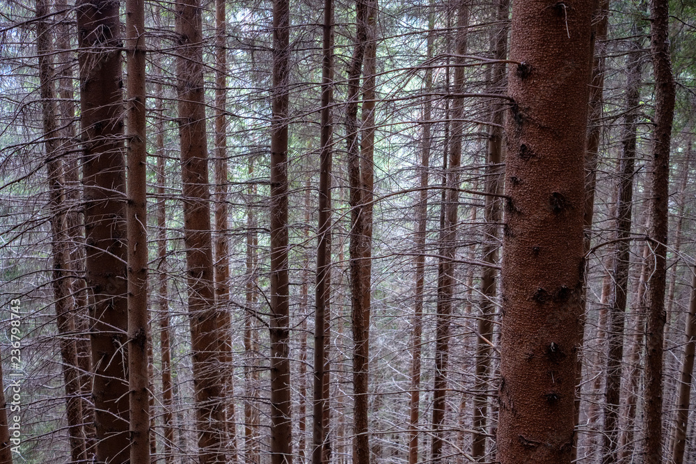 Obraz premium forest details with tree trunks and green foliage in summer
