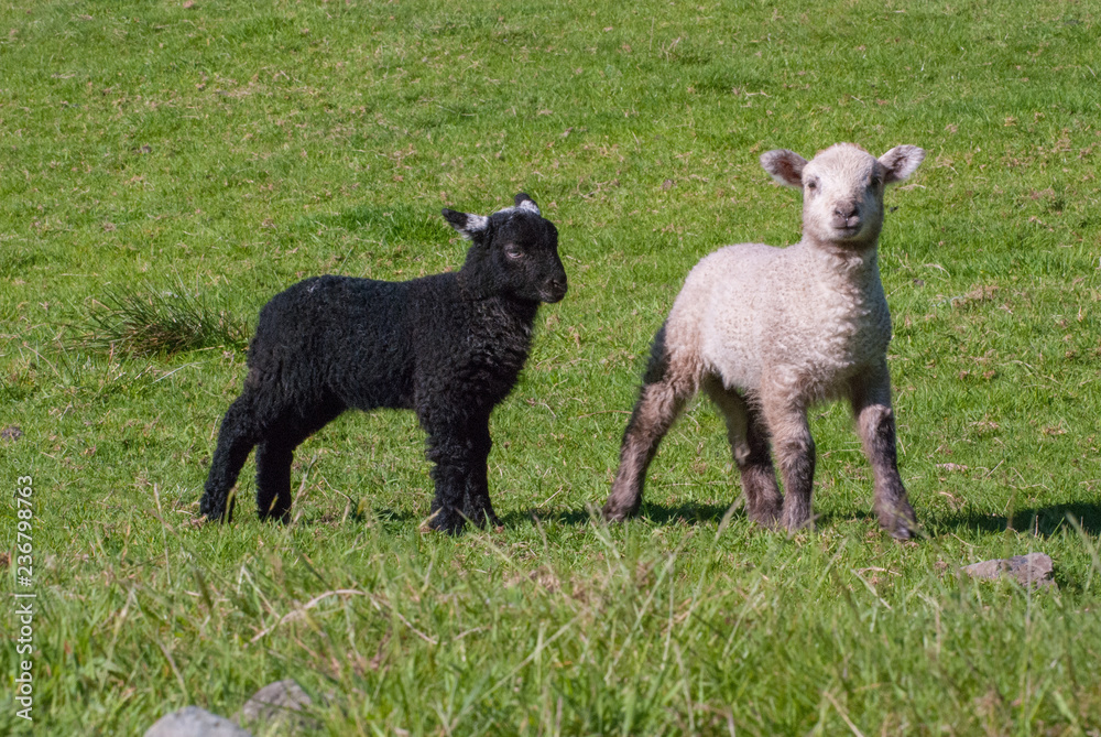 Fototapeta premium Black and White Lamb in England