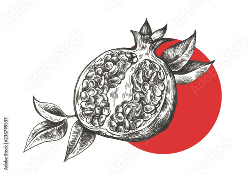 pomegranate hand drawn fruit illustration