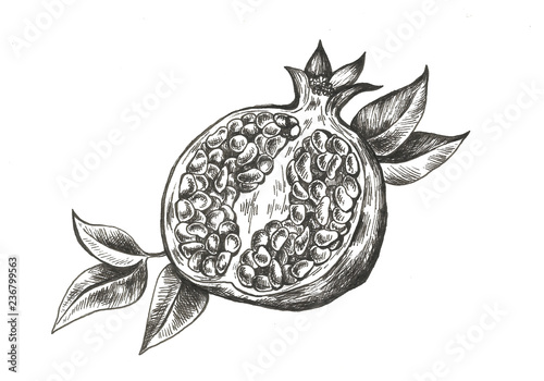 pomegranate hand drawn fruit illustration