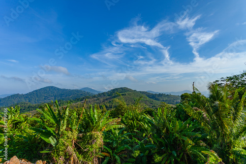 banana field on the high mountain beside the way to Phuket big Buddha.