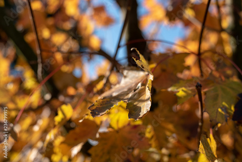 Yellow leaves on a tree dur...