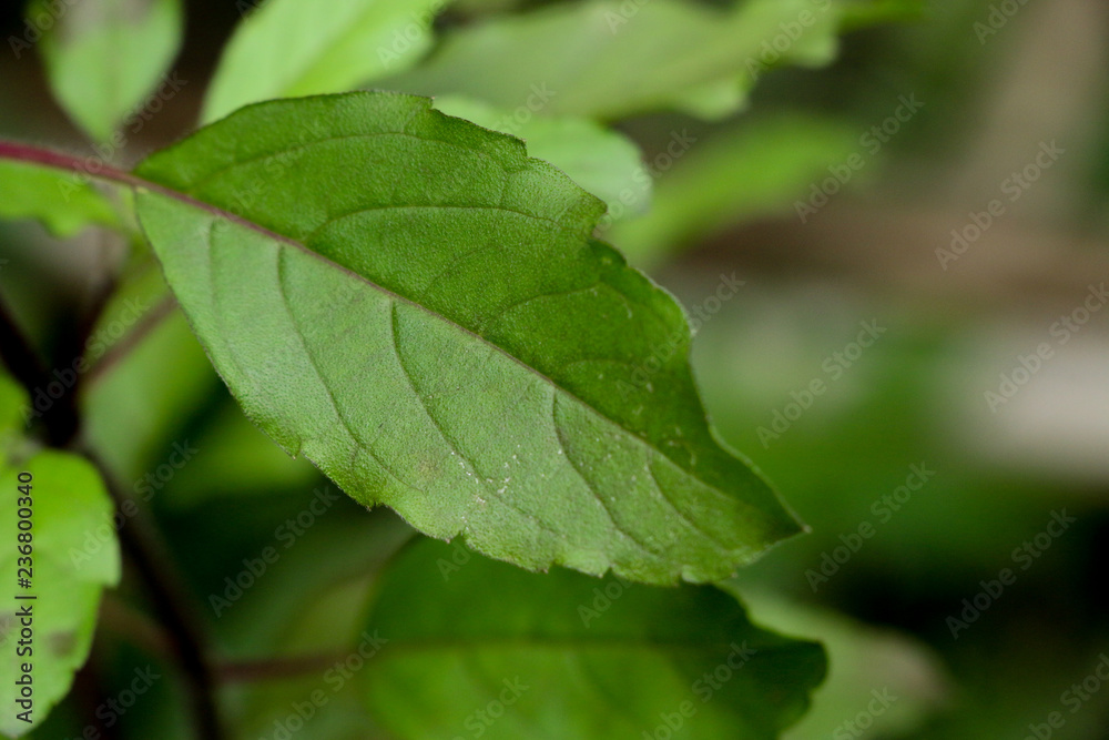 Holy basil at garden Holy basil at garden