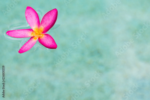 один тайский розовый цветок плюмерия фоне песка и воды © Евгения Медведева
