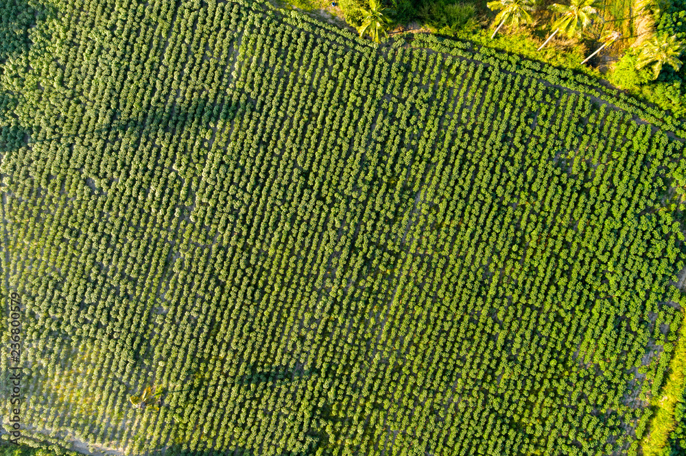 Aerial top view agriculture and Fields. Texture of forest view from above