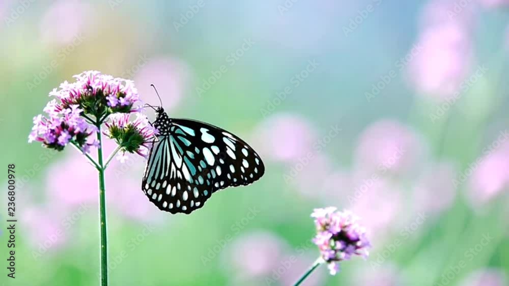 HD 1080p super slow Thai butterfly in pasture flowers Insect outdoor nature HD 1080p super slow Thai butterfly in pasture flowers Insect outdoor nature
