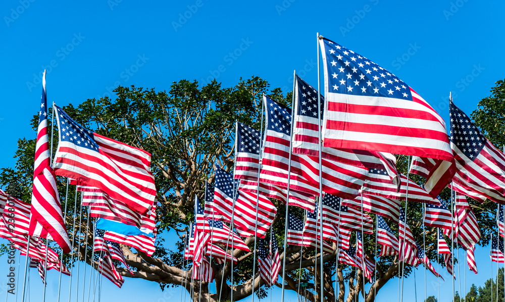 Obraz premium USA Flags Field