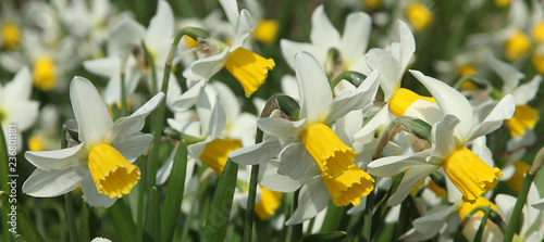 Narcissus Cotinga