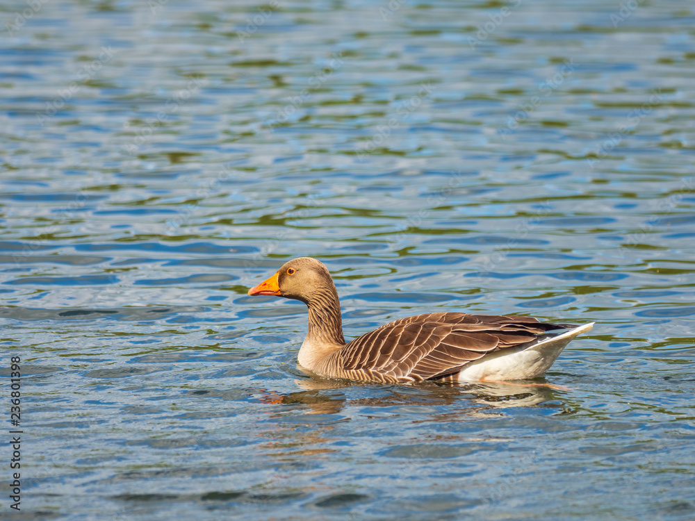 Fototapeta premium Greylag Goose (Anser anser) on Water