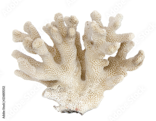 coral isolated on  white background
