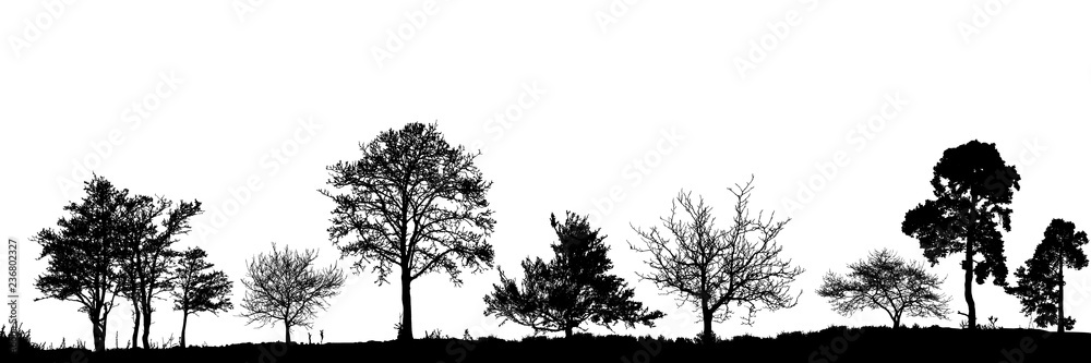 Realistic trees silhouette. Vector set of natural trees. (Vector illustration).Ai10 - obrazy, fototapety, plakaty 