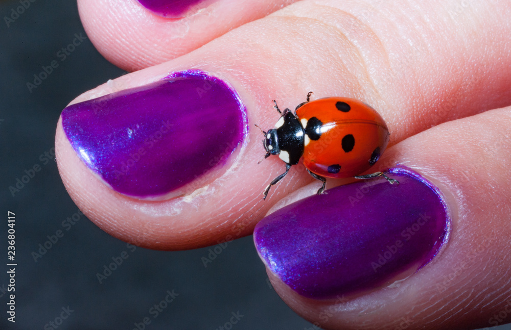Fototapeta premium biedronka na ręce kobiety z fioletowymi paznokciami pomalowanymi