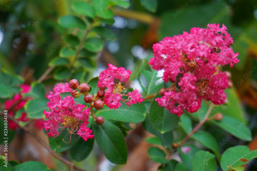 Pink bougainvillea beautiful flower background climbing ornamental tree Pink bougainvillea beautiful flower background climbing ornamental tree