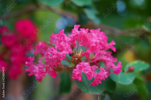 Pink bougainvillea beautiful flower background climbing ornamental tree