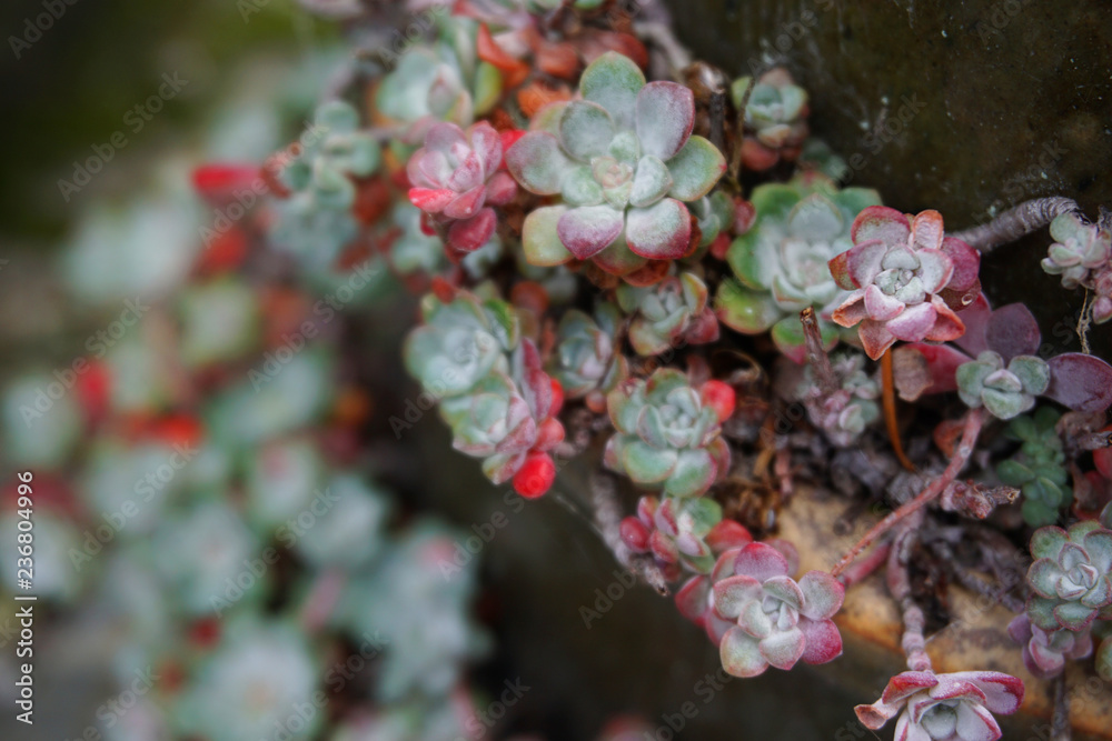 Beautiful succulent cactus garden various flowers in botanic garden in springtime Beautiful succulent cactus garden various flowers in botanic garden in springtime