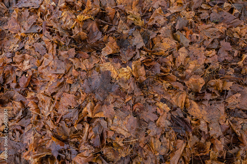Textur Herbstlaub Blätter erdfarben