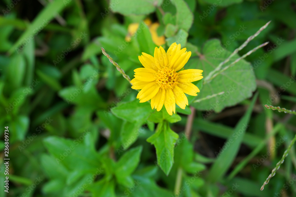 close up Beautiful white and yellow daisy and green grass in summer time grass field with sunlight and blurred background close up Beautiful white and yellow daisy and green grass in summer time grass field with sunlight and blurred background