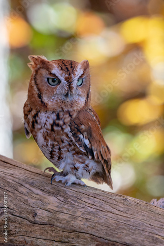Photography Rust colored Screech Owl Perched on a Log