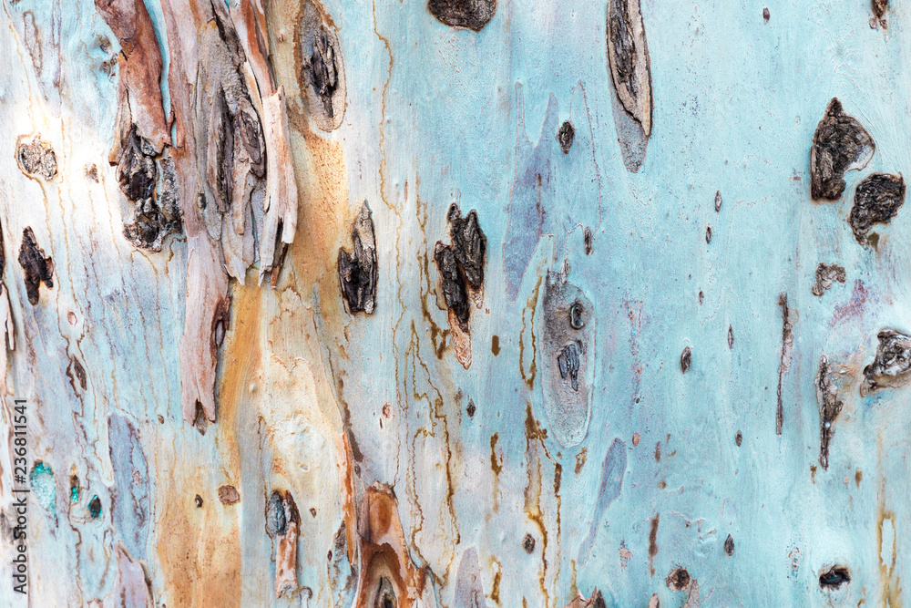 Bark of tree. Background. Wallpaper texture.Close up.
