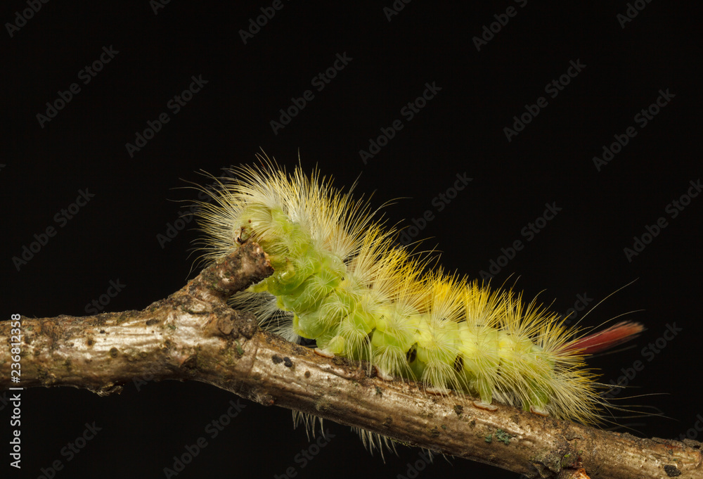 Naklejka premium Yellow and green hairy caterpillar with red tail