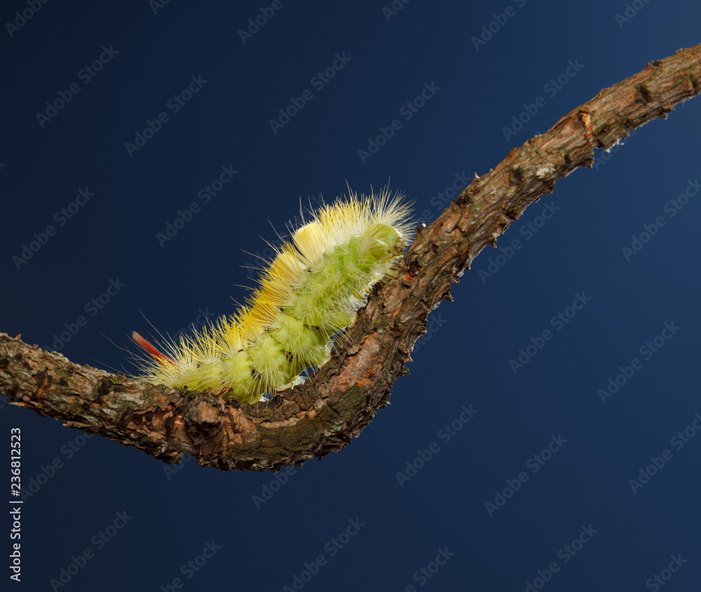Fototapeta premium Hairy yellow caterpillar on branch