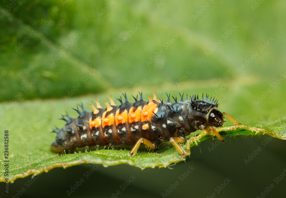 Fototapeta premium Macro of tiny ladybird larva