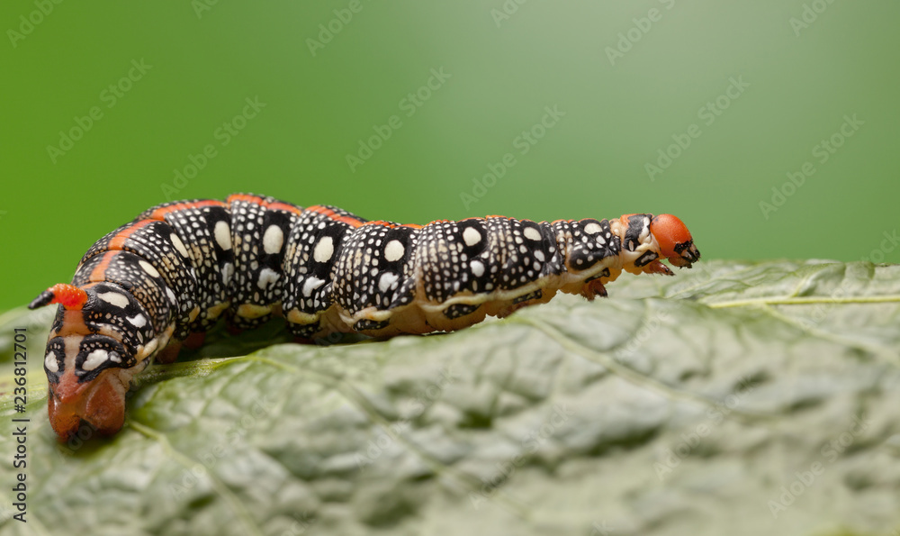 Hornworm crawling on green leaf Hornworm crawling on green leaf