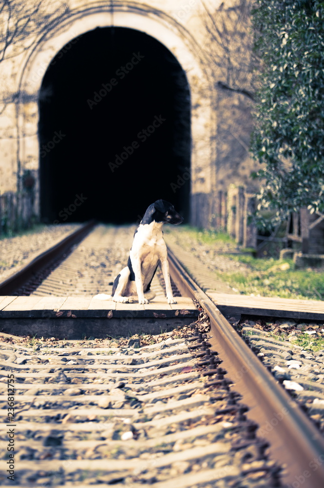 railway station, lonely dog ​​sits in front of the tunnel
