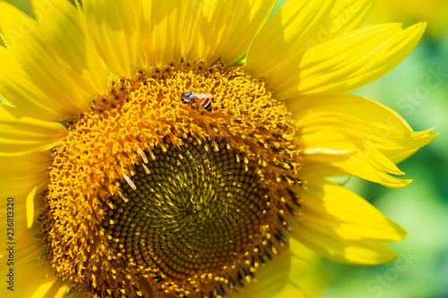 Fototapeta Naklejka Na Ścianę i Meble -  Closeup yellow sunflower with bee in the graden on sunshine day