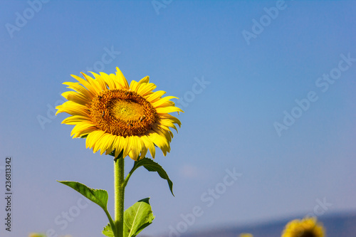 Fototapeta Naklejka Na Ścianę i Meble -  Closeup yellow sunflower with bee in the graden on sunshine day