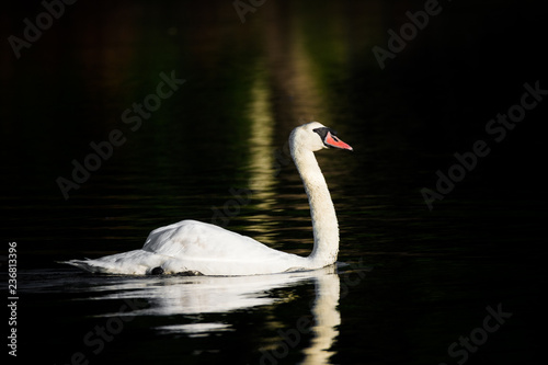 Floating Swan