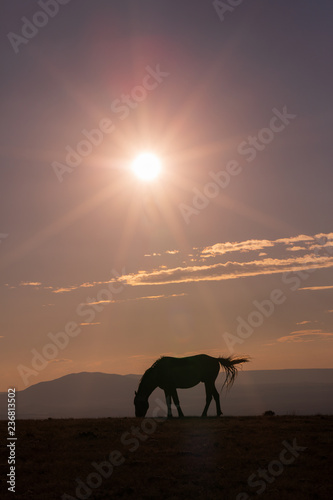 Wild Horse at Sunset in the High Desert