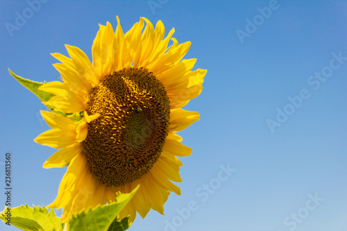 Fototapeta Naklejka Na Ścianę i Meble -  Yellow sunflower in the graden on sunshine day