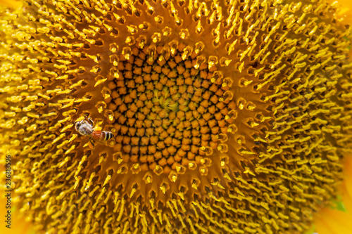 Fototapeta Naklejka Na Ścianę i Meble -  Closeup yellow sunflower with bee on sunshine day
