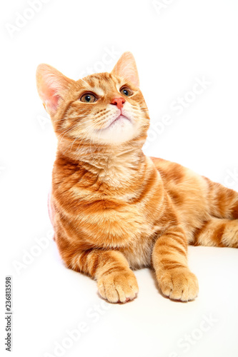 Mackerel ginger tabby kitten looking up isolated on a white background