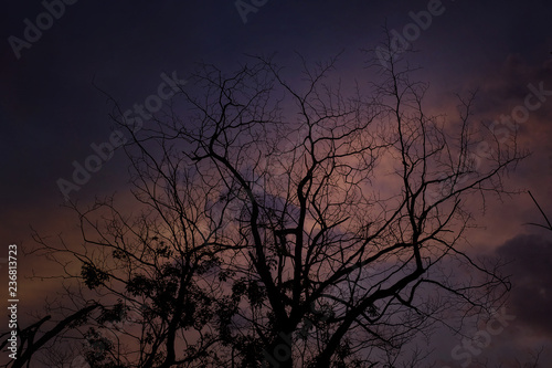  dried tree branches at dusk © maewjpho