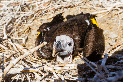 Ohrengeier (Aegypius tracheliotus), im Nest, Jungtier, Namib Wüste, Namib-Naukluft-Nationalpark photo