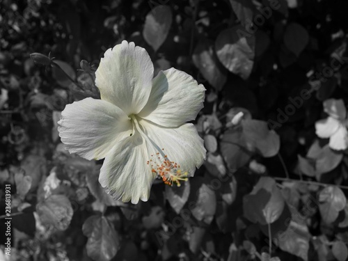 White flower in black and white