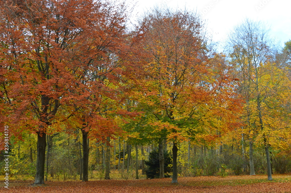 COLORES DE OTOÑO