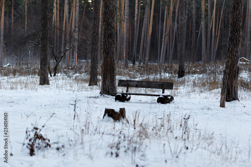 An old bench of logs stands in the middle of the winter forest. Landscape winter forest