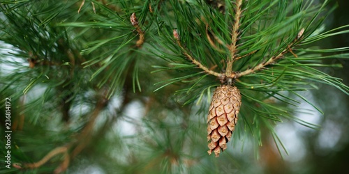 A pine cone on a green branch of a green needle pine background.