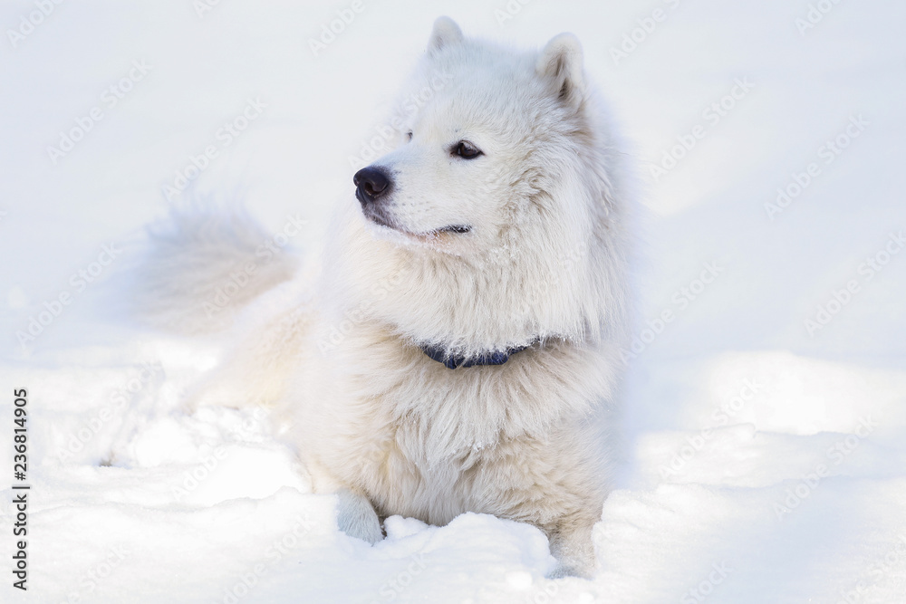 Fototapeta premium Beautiful dog Samoyed in the forest in the park on the snow