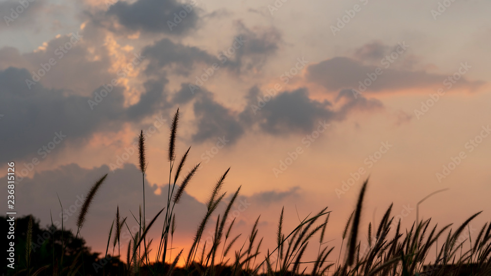 Flower grass and red evening sky.